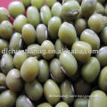 green mung bean (organic and common)